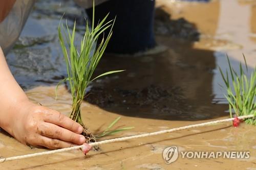 아산서 내달 전통 농경문화 축제 열려…'에코 농파크 페스티벌'