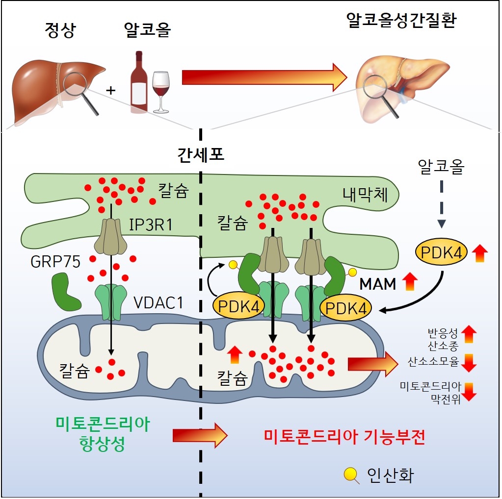 알코올성 간질환 표적 치료 열쇠 찾았다…치료법 기초 마련