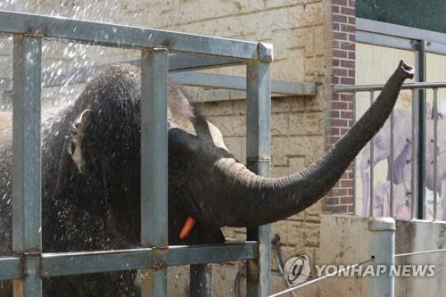 [기로의 동물원] ② 국내 동물원에 4만9천마리…폐쇄가 답일까