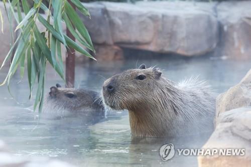 [기로의 동물원] ② 국내 동물원에 4만9천마리…폐쇄가 답일까