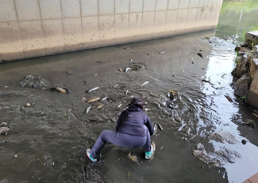 충남 천안천서 물고기 500여마리 집단폐사…하수 역류 추정