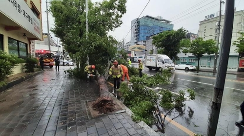 비 주춤하니 강풍…대구서 나무가 차량 덮치고 축대 무너지고(종합)