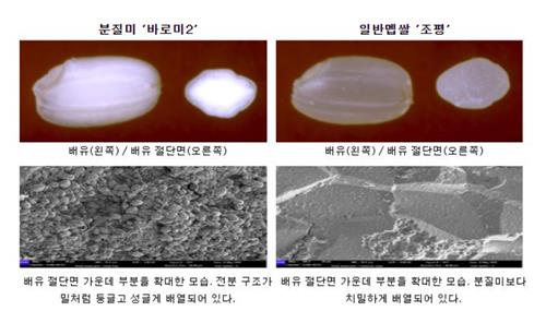 [팩트체크] 가루쌀은 겉은 쌀인데 밀과 똑같다?