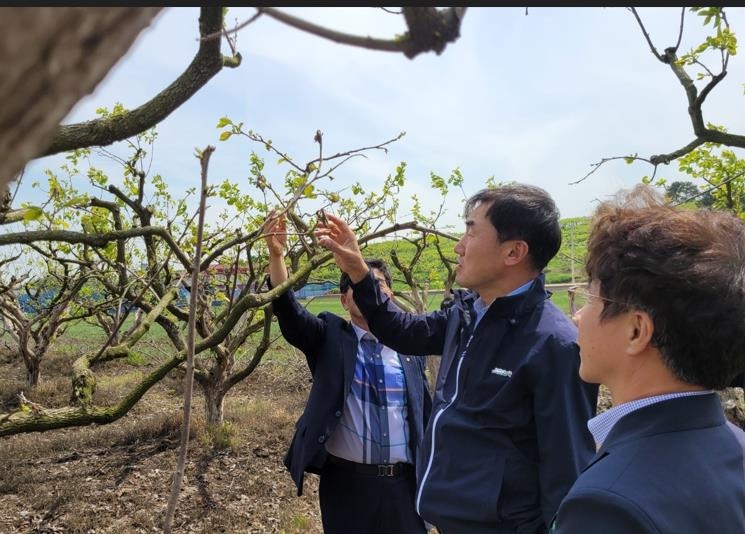 전남농협, 배·매실 등 과수 1천850여ha 냉해 현장 방문