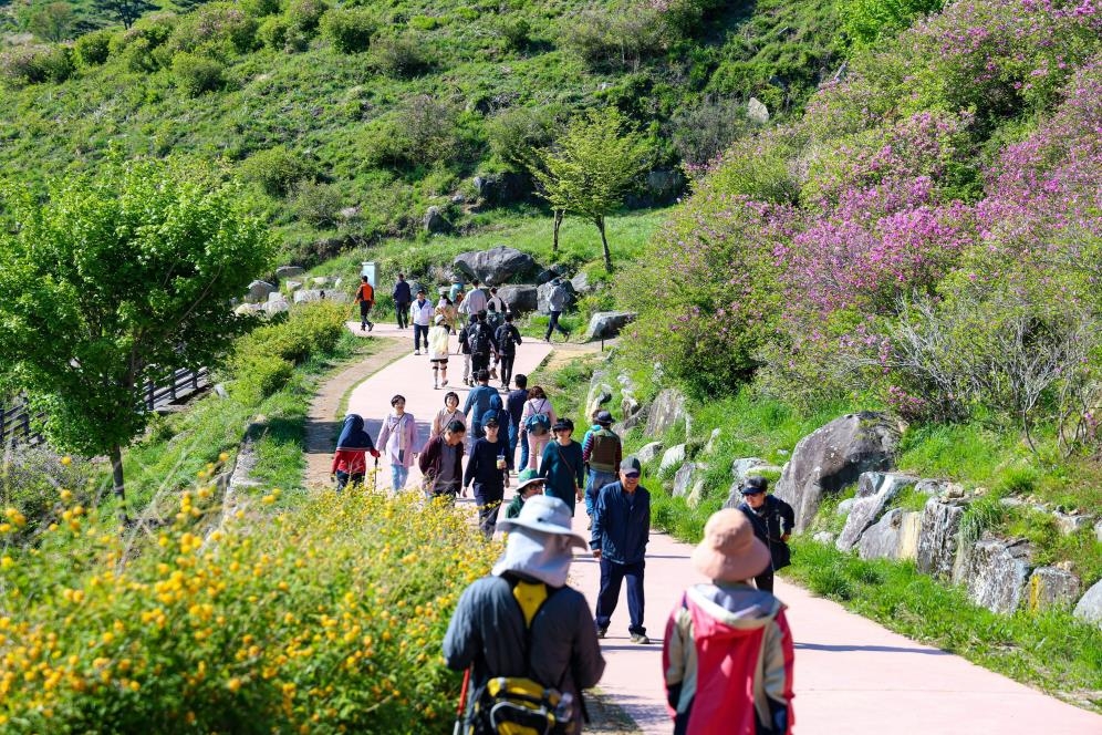 철쭉의 향과 자태에 반하다…산청황매산철쭉제 10만명 방문