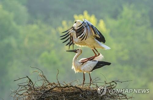 영국에서는 해상풍력단지를 만들면 '갈매기 호텔'을 지어준다