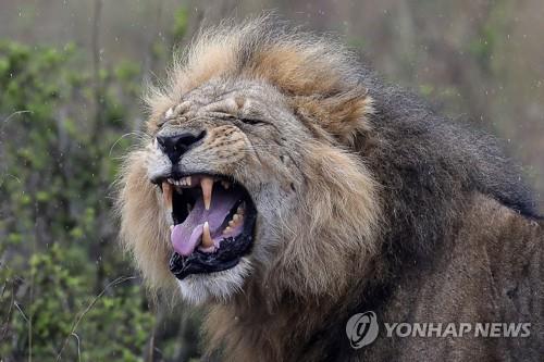 케냐서 민가 침입한 사자 잇따라 사살돼