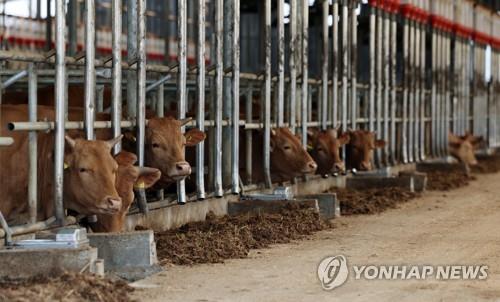 청주 구제역 역학농장 251곳 달해…"정밀검사 진행중"