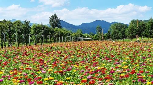 가평 자라섬 꽃 축제 개막 첫 주 무료 개방