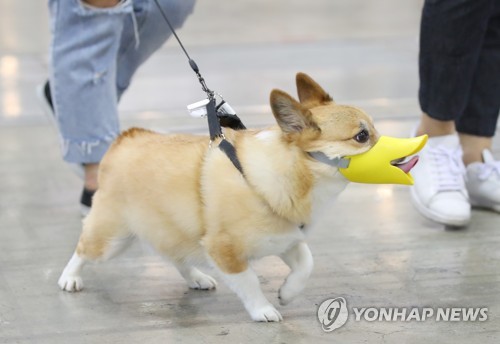 남들은 무서운 내 반려견…목줄·입마개 등 서울시 집중홍보