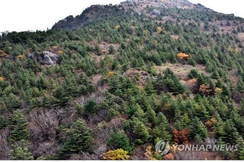 지리산 아고산대 상록침엽수 79%는 생육상태 '보통 이상'