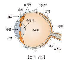 "혈액-망막 장벽 손상은 치매 예고 신호"