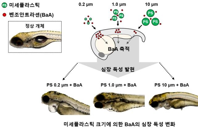 생명연 "미세플라스틱 작을수록 심장에 더 큰 위협"