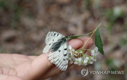 충북 영동서 다시 날갯짓하는 멸종위기 1급 붉은점모시나비