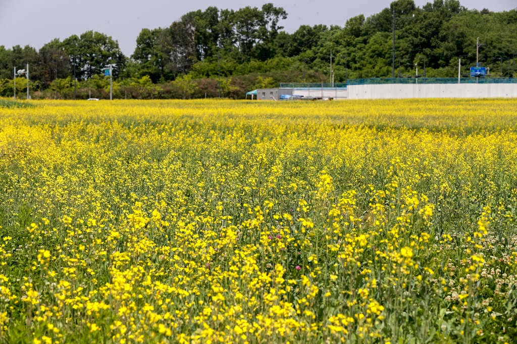 "날씨가 도왔다"…청주 밀레니엄타운 유채꽃밭 만개