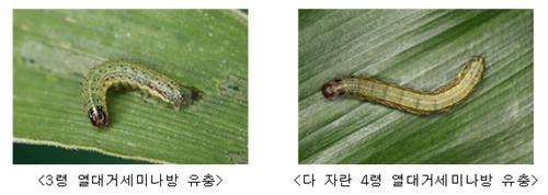 열대거세미나방 유충으로 작물 피해…위기단계 '주의'로 격상