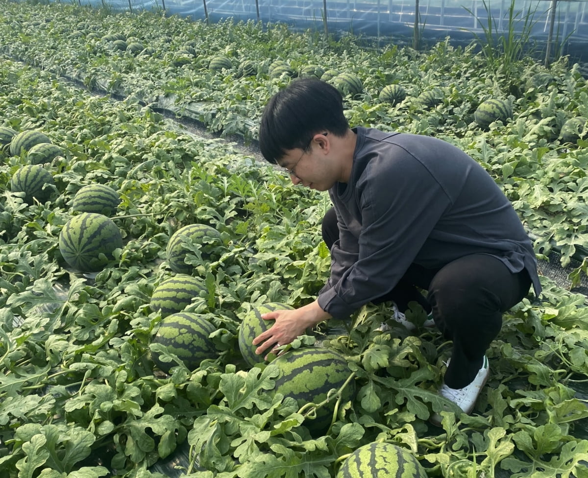 롯데마트 "7단계 검수 거친 고당도 수박 맛보세요"