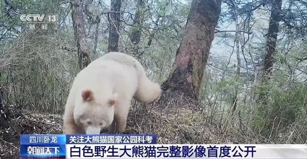 "안경 벗으니 이런 얼굴"…희귀 '백색증 판다' 공개