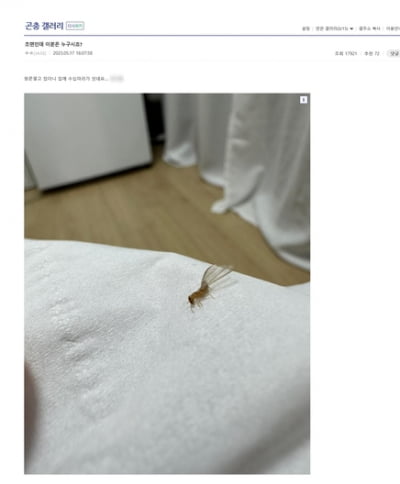 서울 도심에 출현한 외래 흰개미..."골치 아픈 곤충"