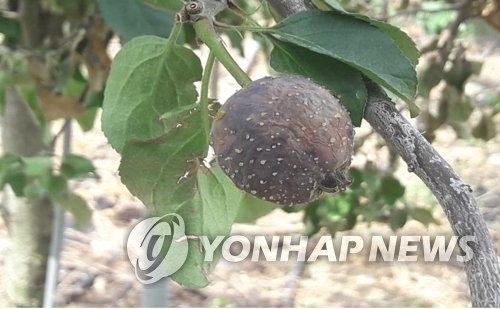 강원농업기술원, 원주 과수 농가 17곳 화상병 정밀 예찰