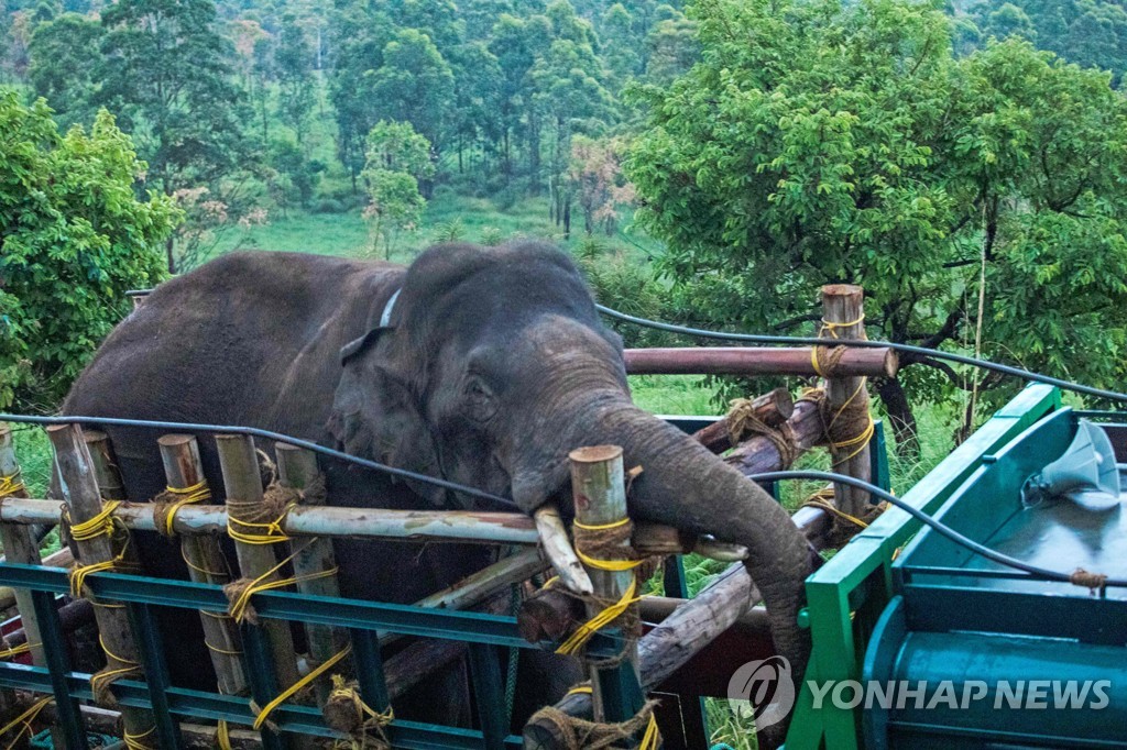 인도서 6명 죽인 코끼리 포획…공무원 150명·코끼리 4마리 동원