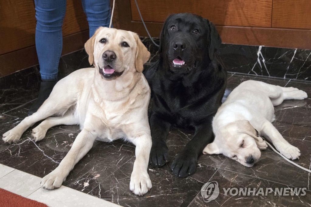 악몽으로 변한 생일파티…4마리 개 공격에 아르헨 9세 여아 중태