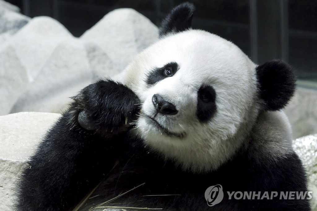 태국 동물원서 돌연사 中 판다 "고령으로 죽어"…보상금 약 6억