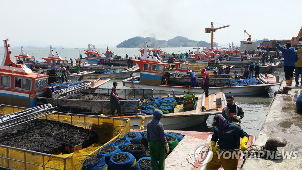 진도군, 물김 위판액 1천152억…전년보다 7% 늘어