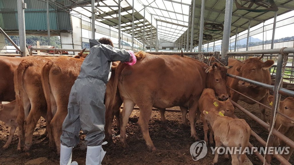 전남도, '구제역 청정지역' 사수 총력…우제류 반입 제한 확대