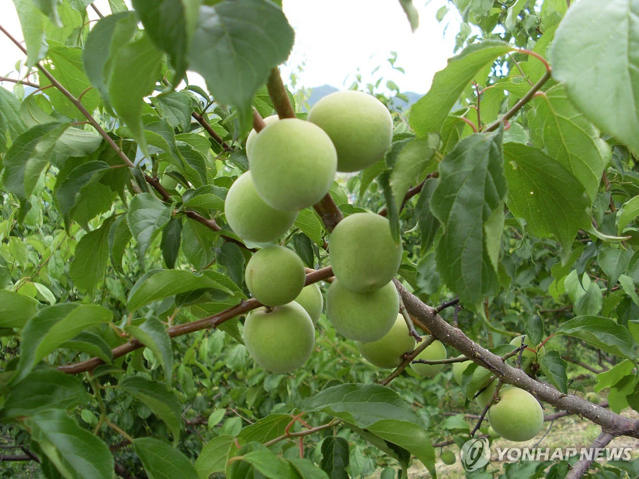 최대 주산지 '광양 매실' 생산량 30％ 급감