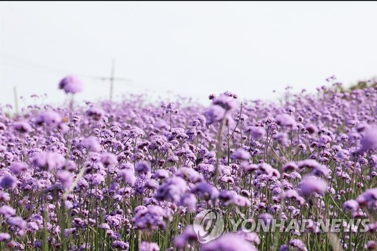 [지방소멸에 맞서다]③ 허허'뻘'판, 보랏빛 물들더니 세계적 명소로