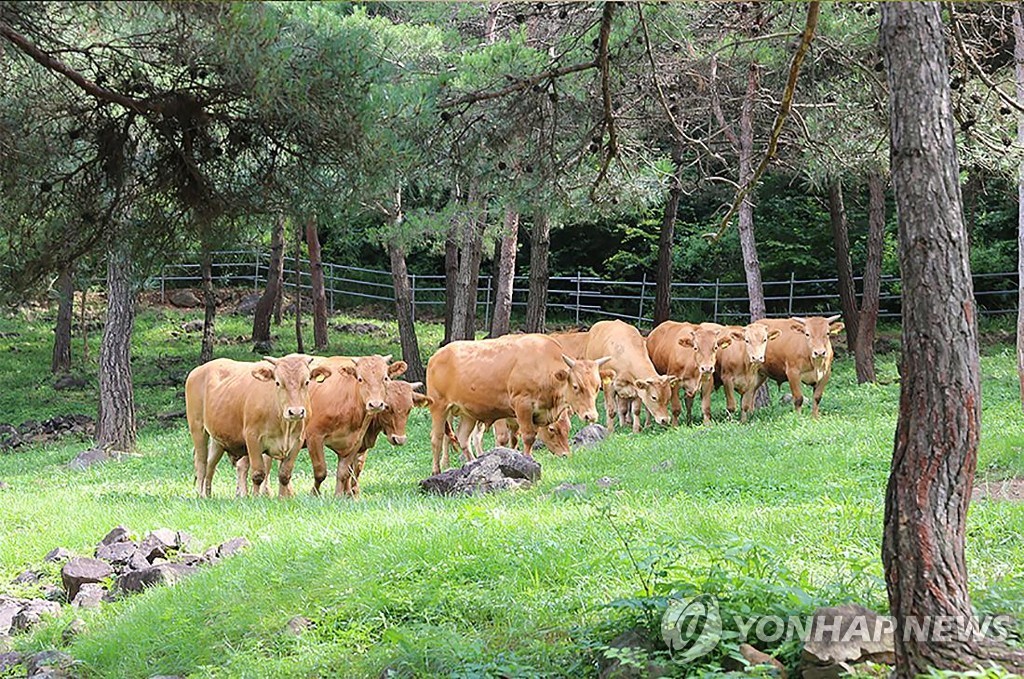 우크라전쟁에 작년 축산물 수익성 급감…육우 순손실 505% 급증