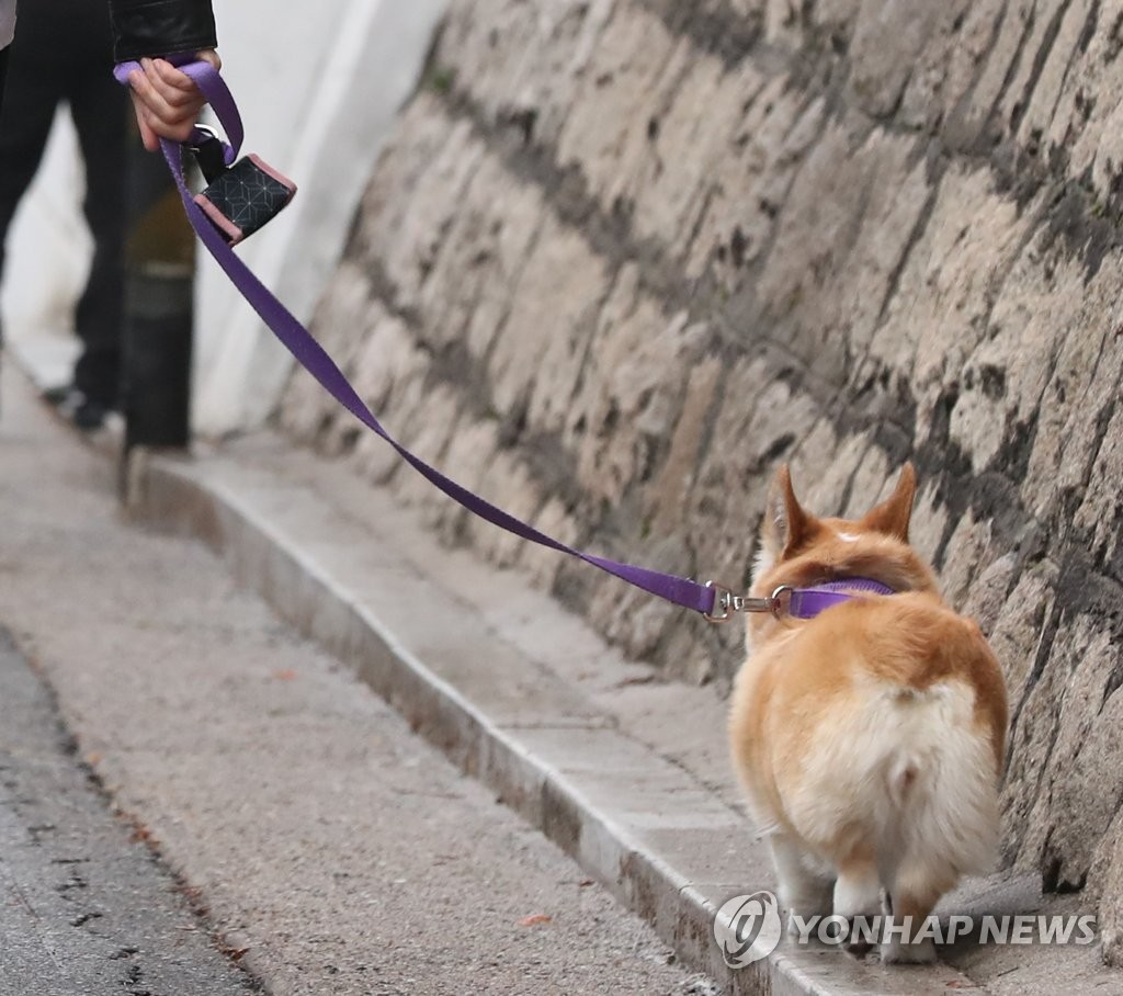 학교 운동장에서 개에 물려 초등학생 부상…10대 견주 조사