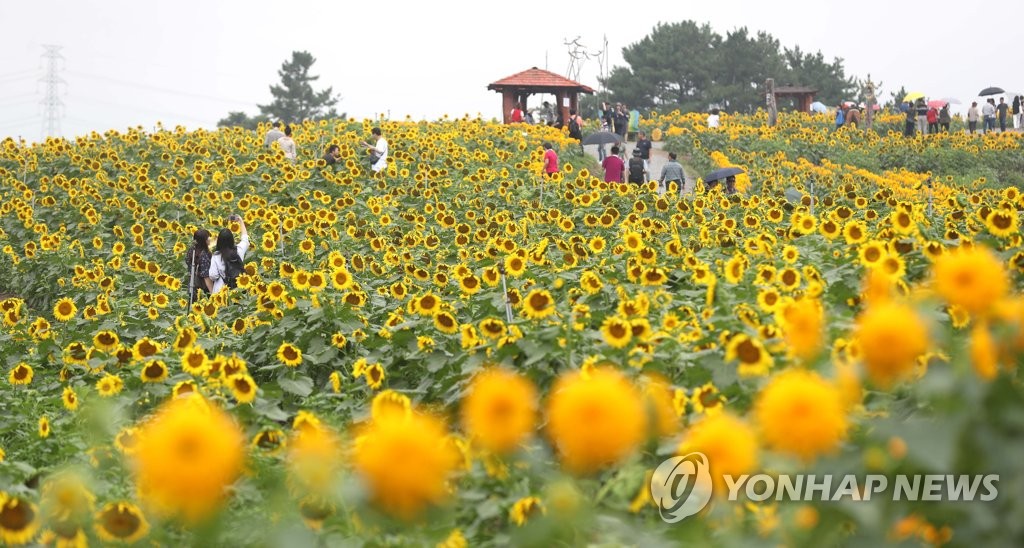 함안 강주 해바라기 축제장 커진다…올해 40만 송이 물결