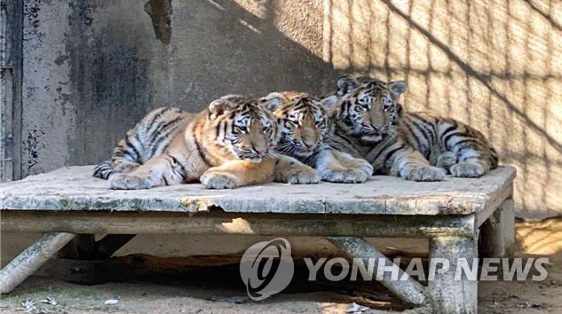 서울대공원서 돌 지난 '멸종위기 1급' 시베리아호랑이 폐사