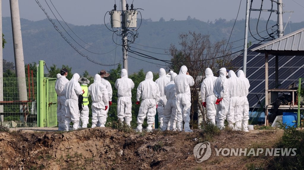 구제역 발생 청주농가 방문 사료차 드나든 구미농장 이동제한