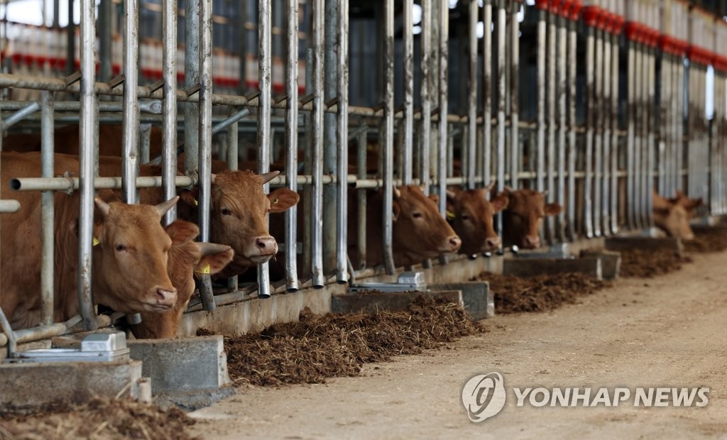 "구제역 차단하라"…경남도, 모든 우제류 긴급 백신 보강 접종