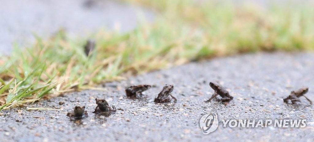 대구·경북 흐리고 가끔 비…낮 최고기온 19∼27도