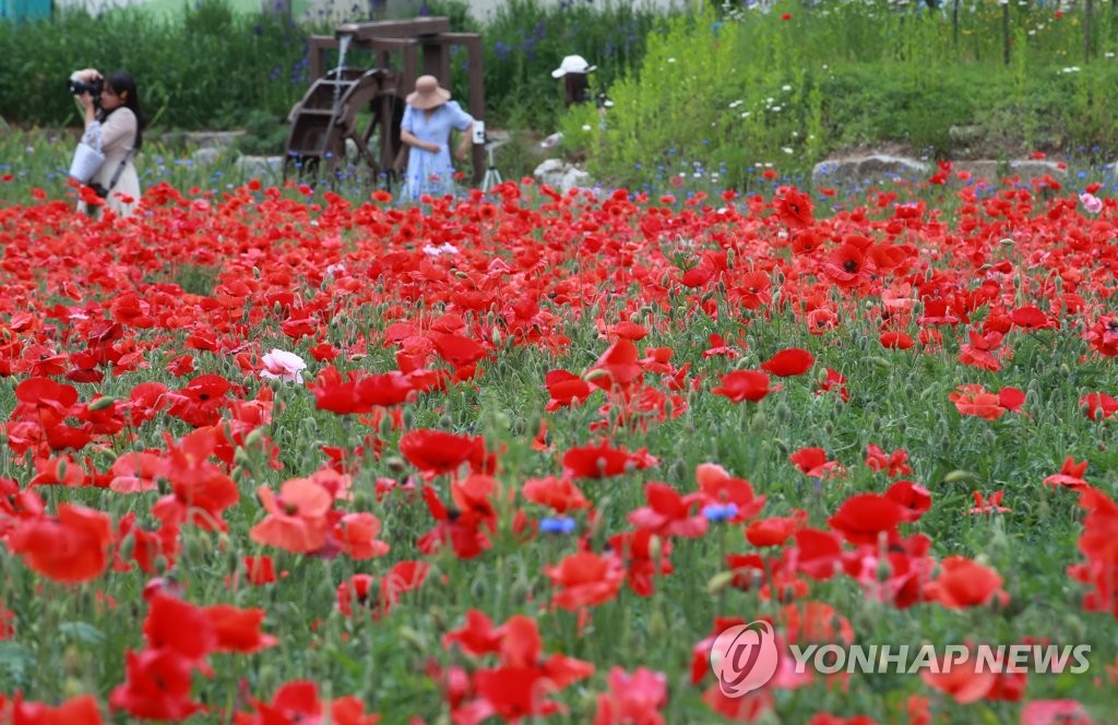 각설이·장미·꼴뚜기까지…전국 곳곳 축제, 나들이객 북적