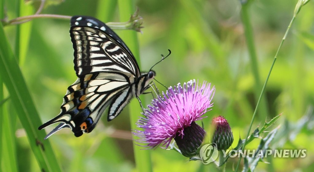 제주 흐리고 곳에 따라 비…낮 기온 22∼25도