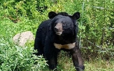 역마살 반달곰 '오삼이' 영동서 또 출몰…'잊지도 않고 또 왔네'