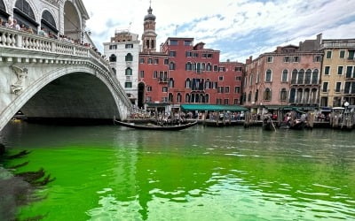 '형광 초록색'으로 변한 베네치아 운하…당국, 긴급 조사 착수