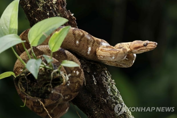 어떻게 마련한 첫 집인데…뱀굴 위에 살게 된 미국 싱글맘