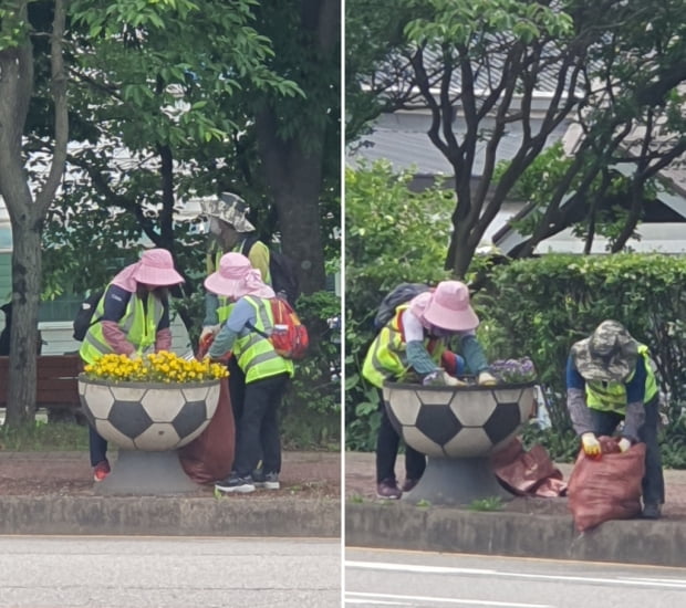 "봄꽃 한창인데 왜…" 화순 가로변 꽃 폐기에 주민 눈총