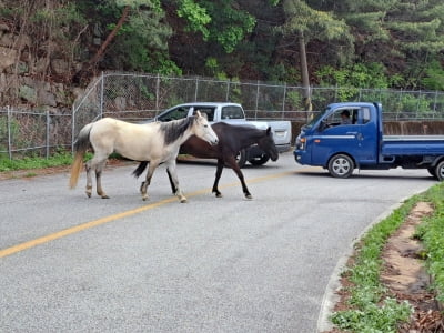 네가 여기서 왜 나와…춘천 도로서 말 2마리 활보 소동