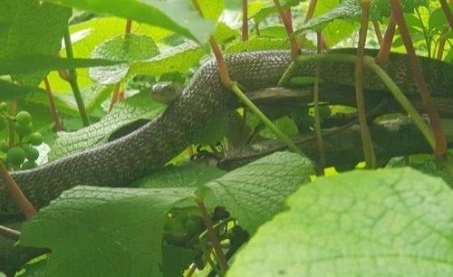 전남 여수서 멸종위기종 구렁이가 슥…포획 후 야산에 방생