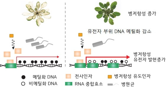 병충해에 강한 식물 '후성유전' 비밀 풀렸다