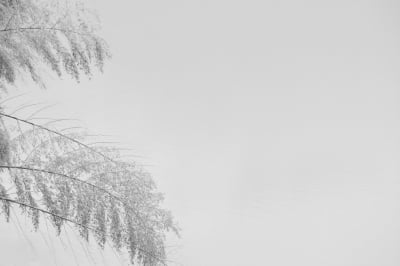 대나무와 눈이 빚은 추상의 세계...원춘호 사진전 '마디마디, 흰 그림자'