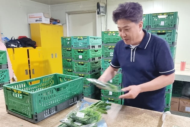 황한수 매곡작목반 대표가 경기 이천시 호법면 매곡리 매곡작목반에서 작물을 포장하고 있다. 사진=오정민 한경닷컴 기자