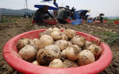 이른 장마에 농가 '비상'…감자 도매가 10년 내 최고 [한경제의 신선한 경제]
